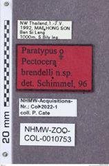 Etikette zu Pectocera brendelli (NHMW-ZOO-COL-0010753)